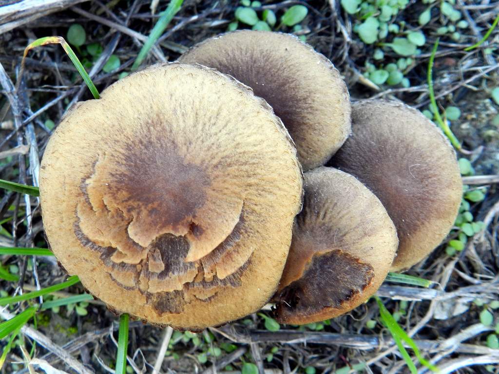 Fungo da identificare