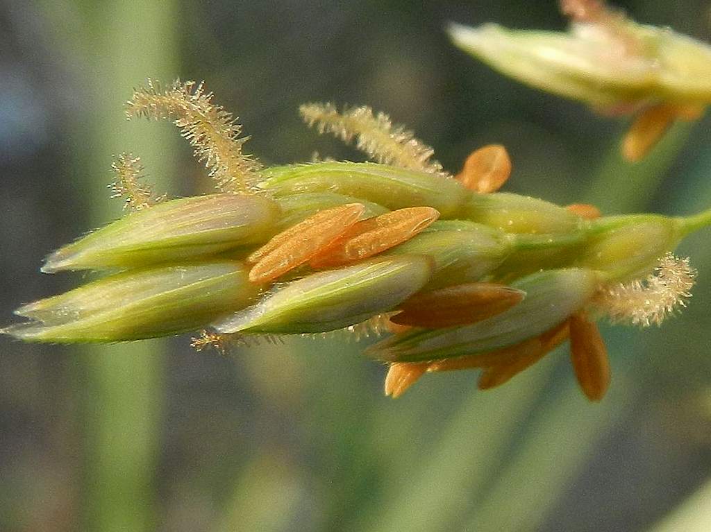 Sorghum halepense / Sorgo selvatico