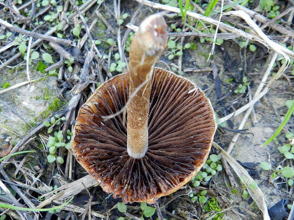 Fungo da identificare