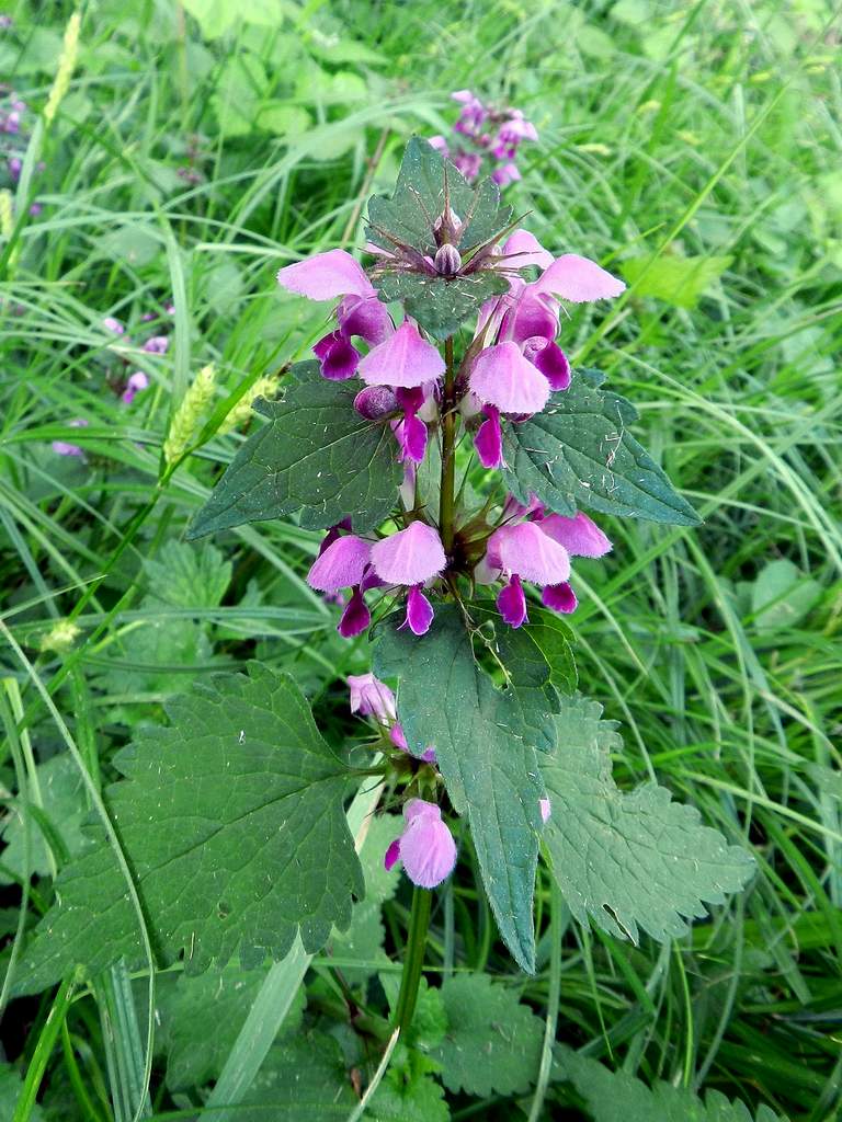 Lamium maculatum
