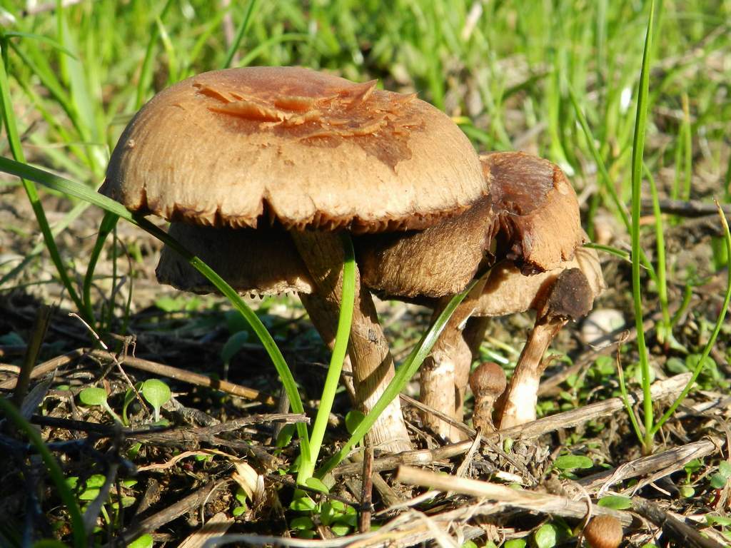 Fungo da identificare