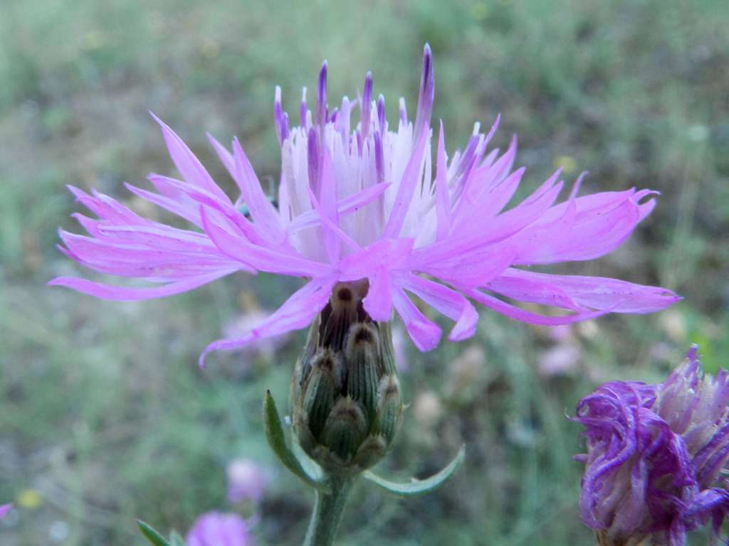 Centaurea tommasinii / Fiordaliso di Tommasini