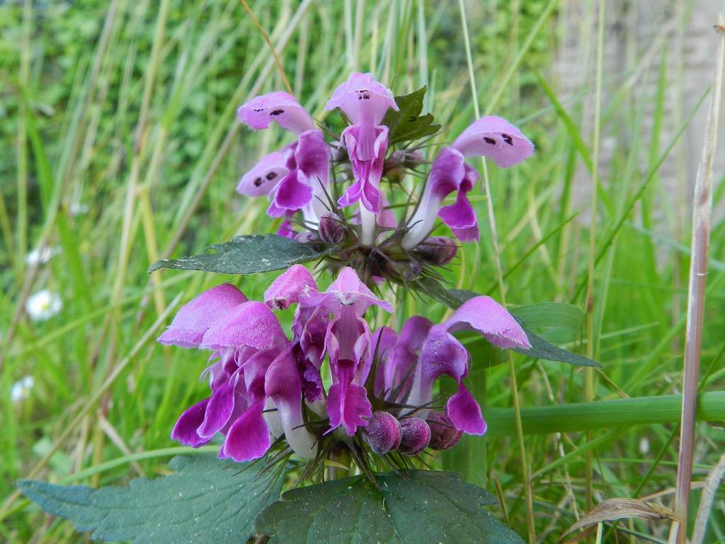 Lamium maculatum