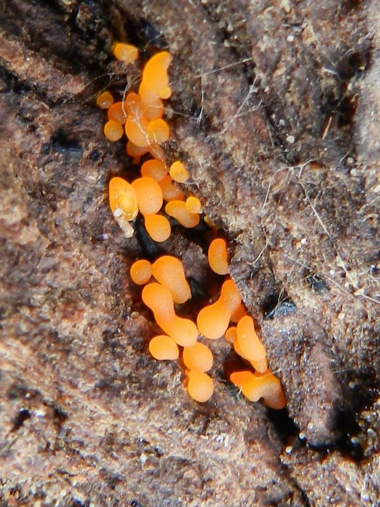 Fungo da identificare