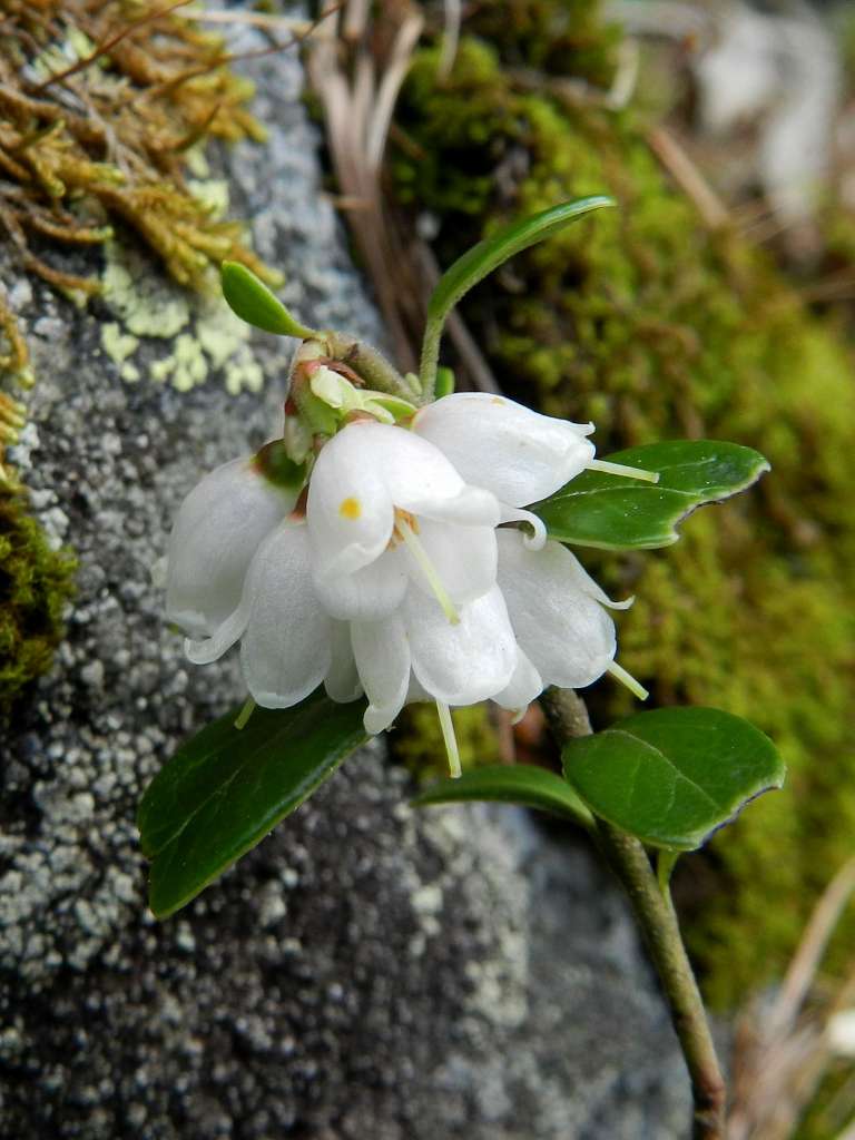 Vaccinium vitis-idaea / Mirtillo rosso