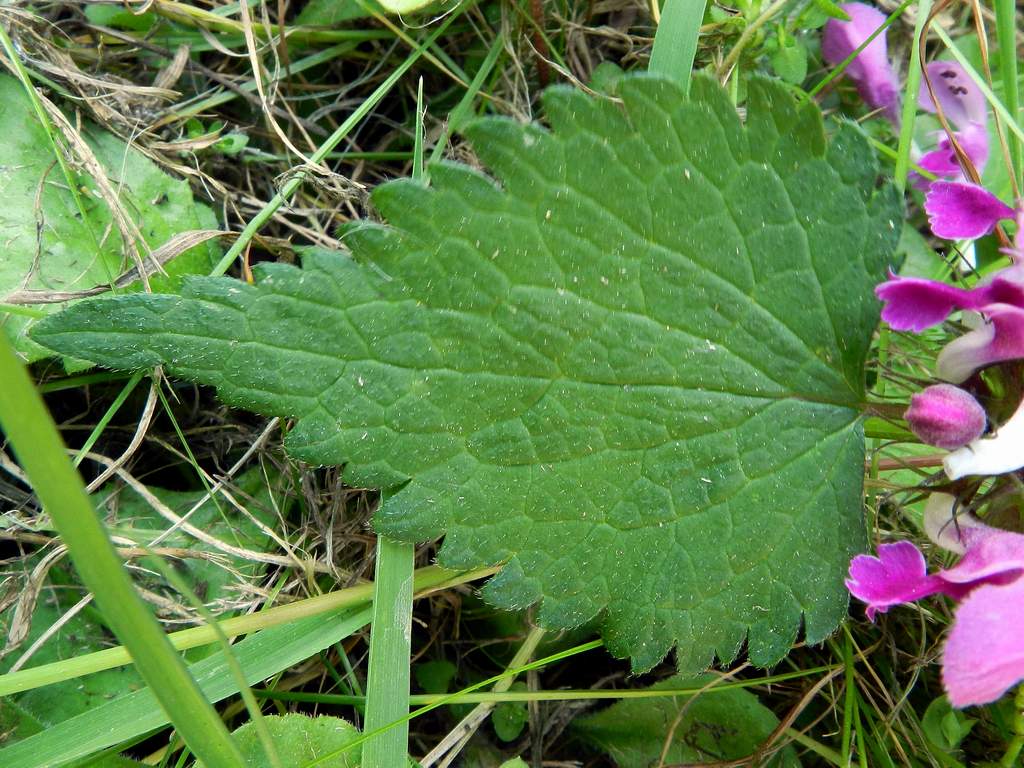 Lamium maculatum
