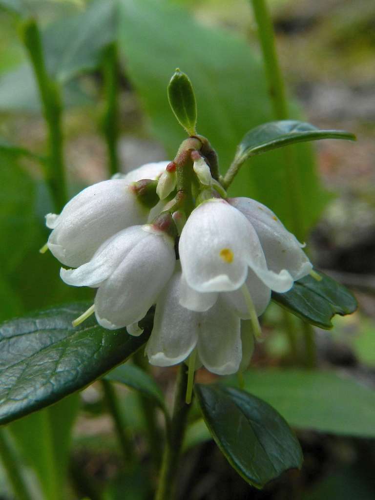 Vaccinium vitis-idaea / Mirtillo rosso