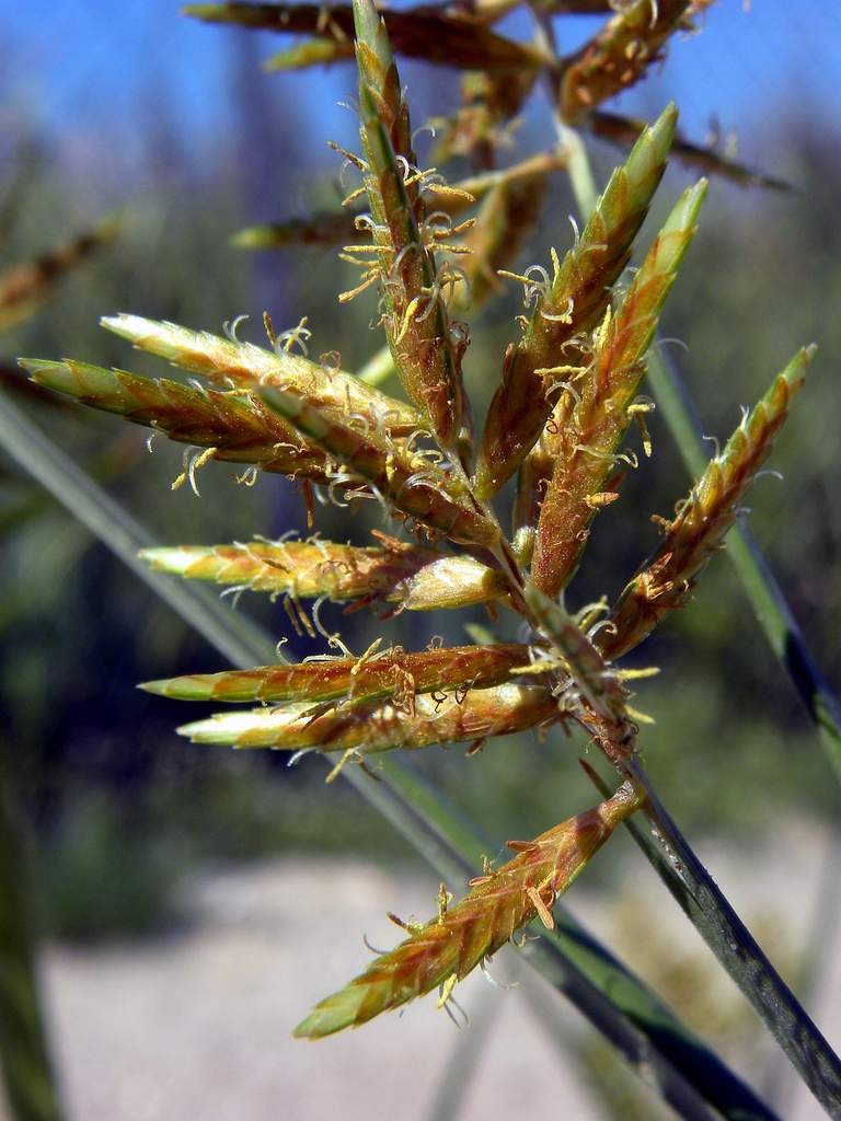 Cyperus sp.