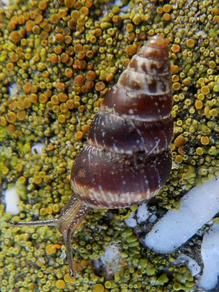 Conferma per Cochlicella acuta (Muller, 1774)