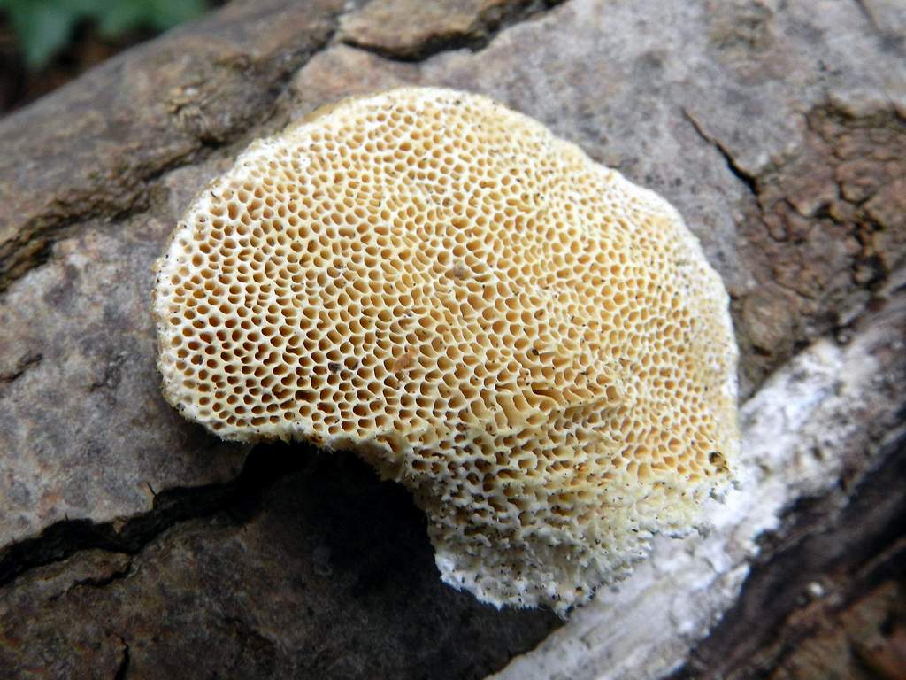 Polyporaceae sp. ?