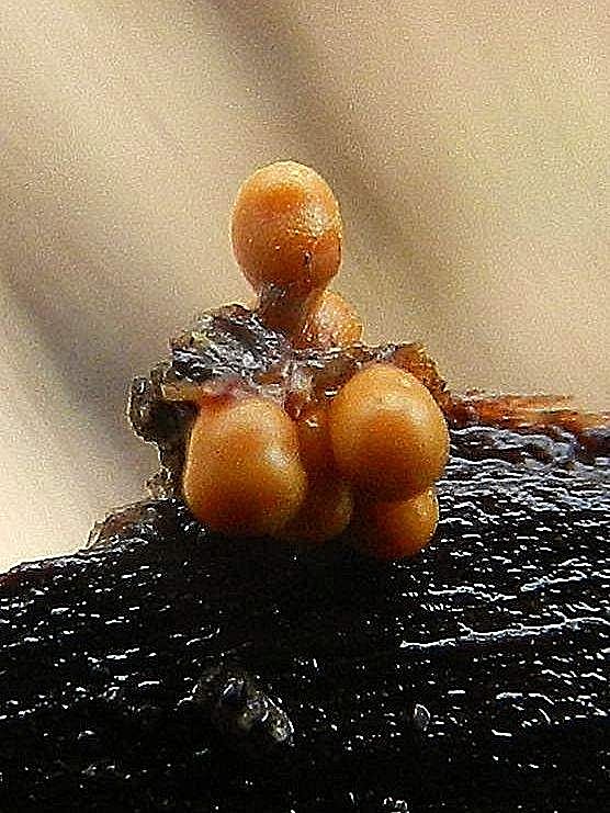 Myxomycetes sp.