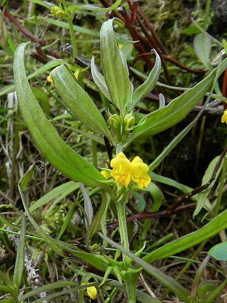 Melampyrum cfr. sylvaticum  (Orobanchaceae)