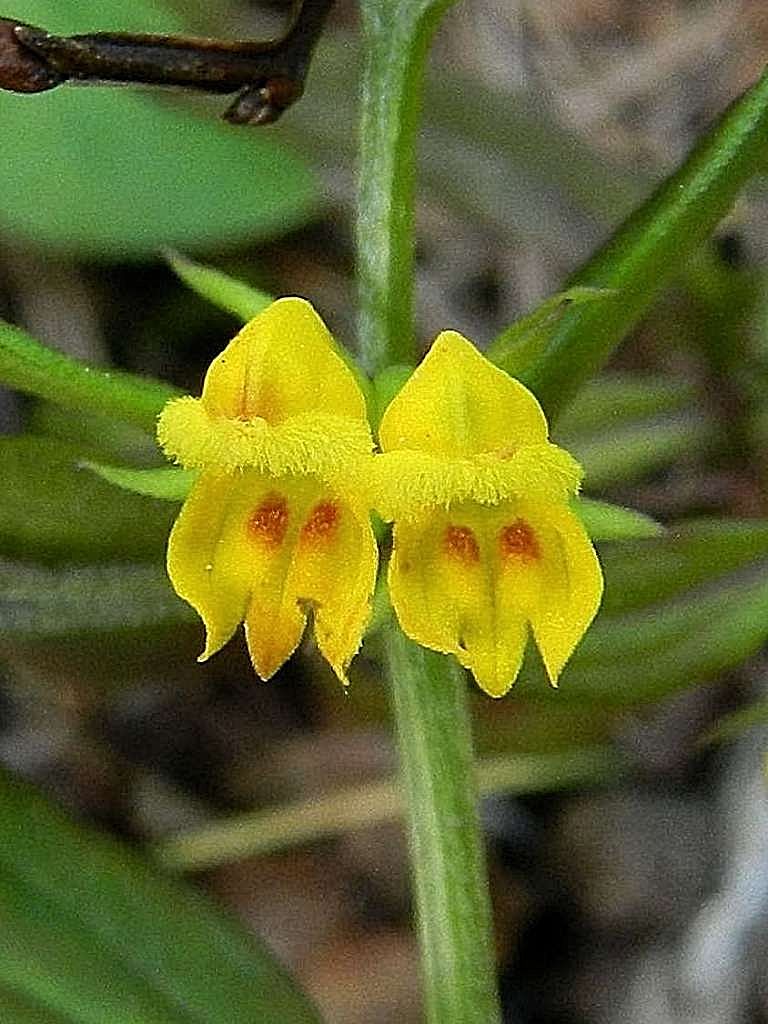 Melampyrum cfr. sylvaticum  (Orobanchaceae)