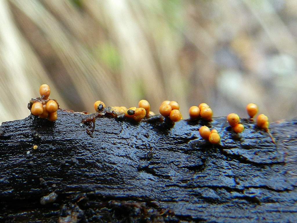 Myxomycetes sp.