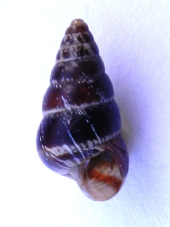 Conferma per Cochlicella acuta (Muller, 1774)