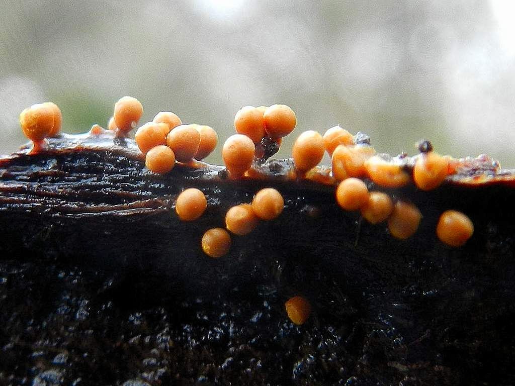 Myxomycetes sp.