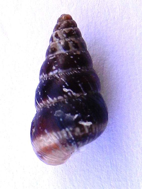 Conferma per Cochlicella acuta (Muller, 1774)