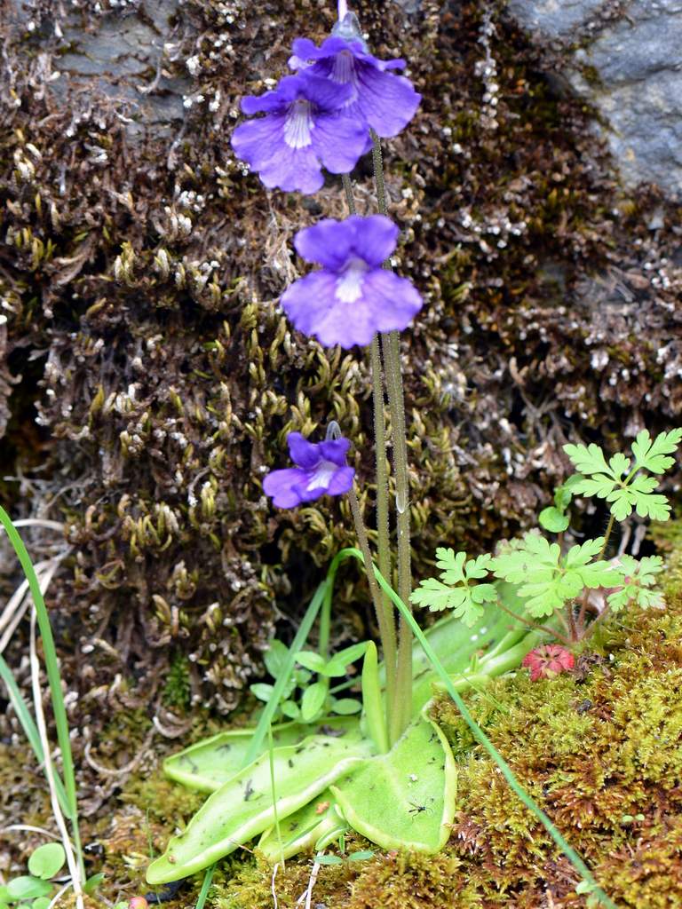Pinguicula grandiflora