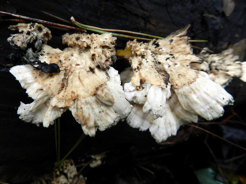 Lignicolo da identificare