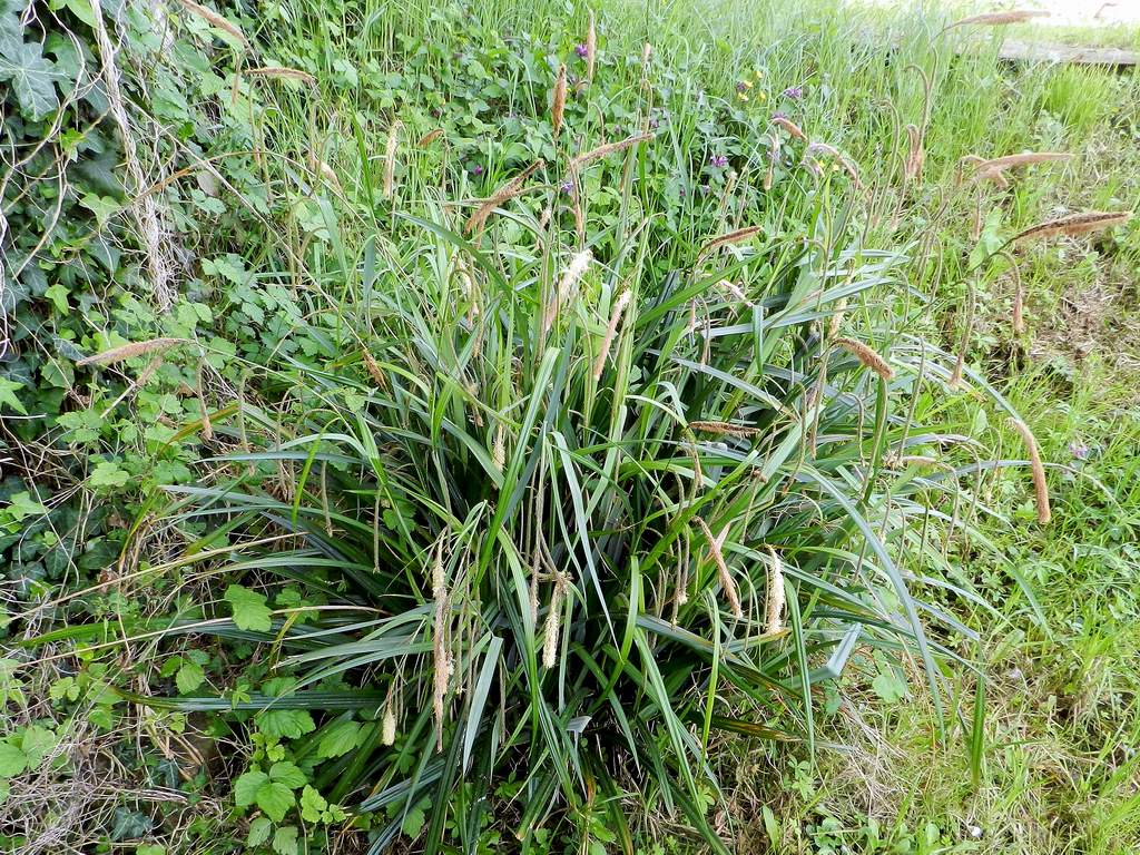 Carex pendula