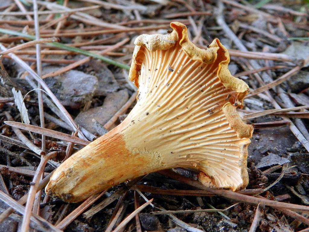 Cantharellus da identificare