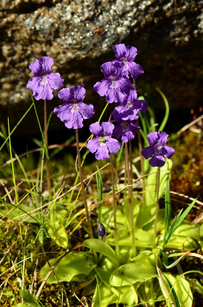 Pinguicula grandiflora