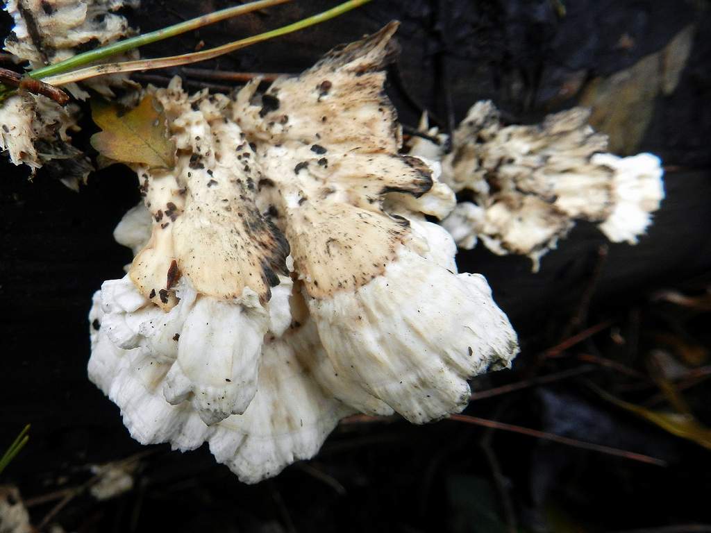 Lignicolo da identificare