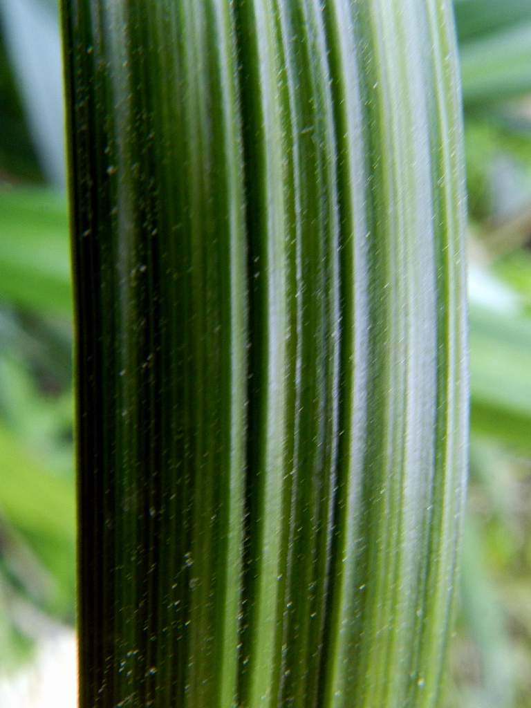 Carex pendula