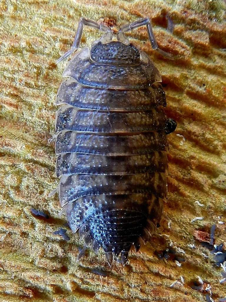 Porcellio sp.