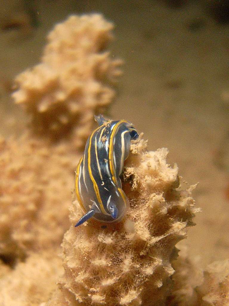 Nudibranco