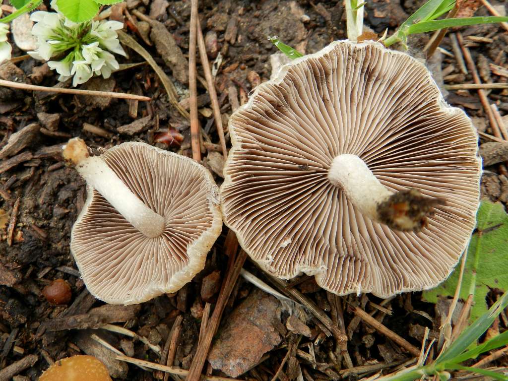 Psathyrella sp. ?