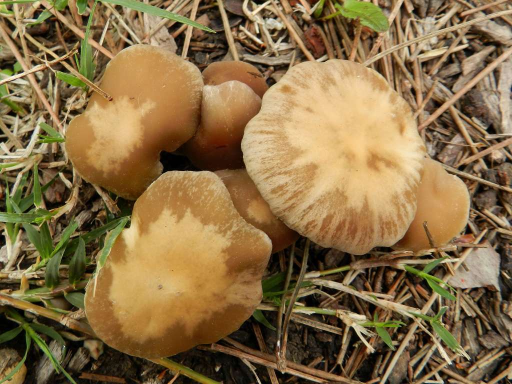 Psathyrella sp. ?