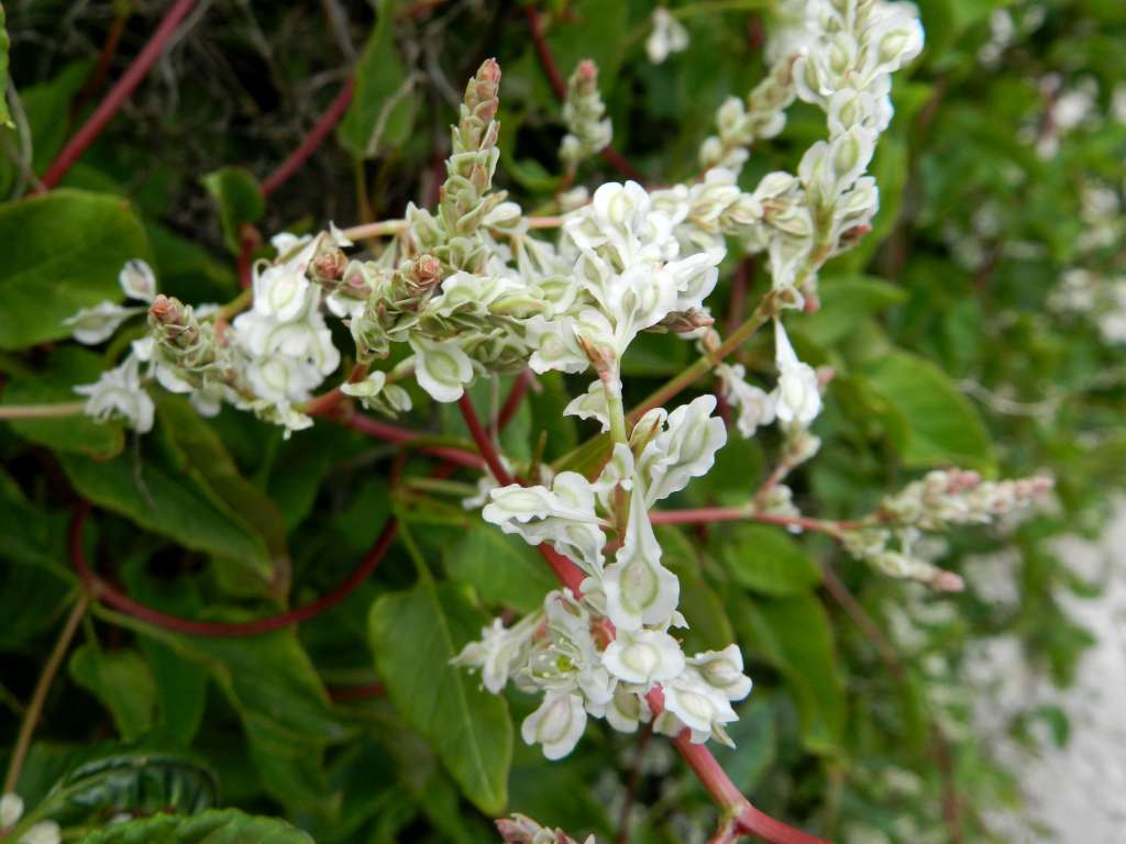 Polygonaceae sp.