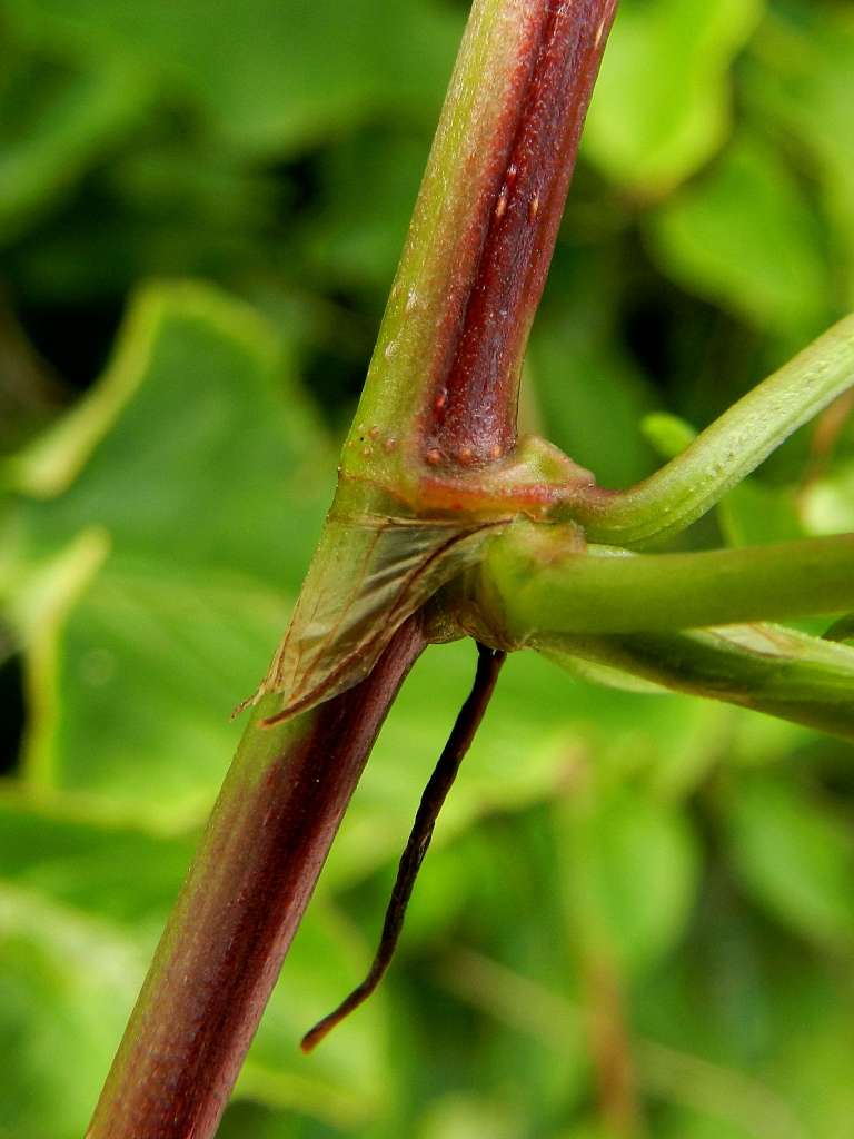 Polygonaceae sp.