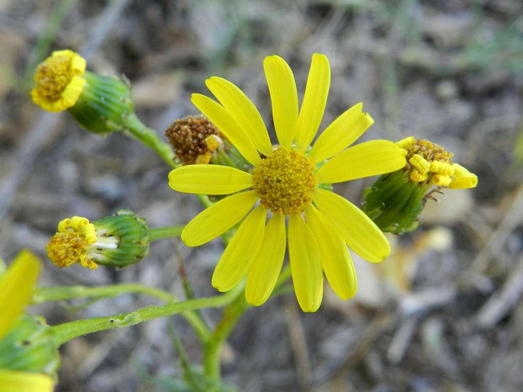 Senecio inaequidens / Senecione sudafricano