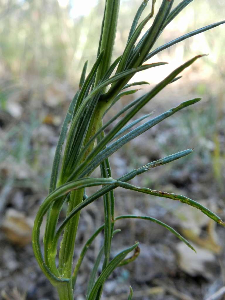 Senecio inaequidens / Senecione sudafricano