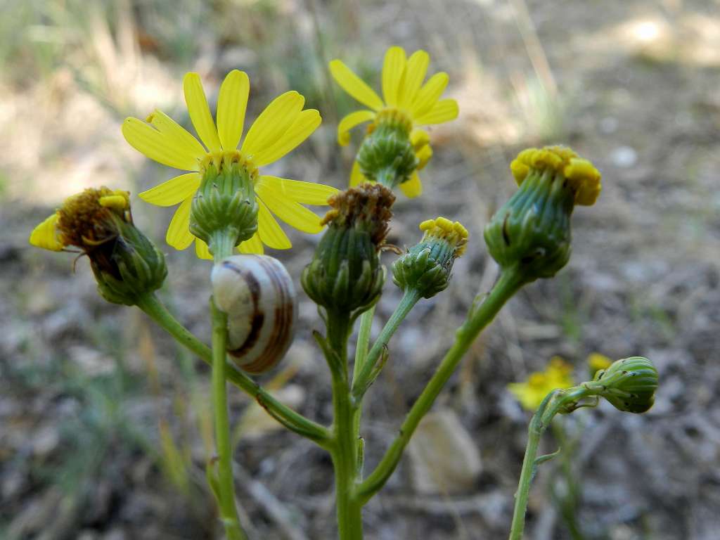 Senecio inaequidens / Senecione sudafricano