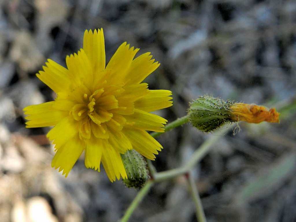 Asteraceae sp.