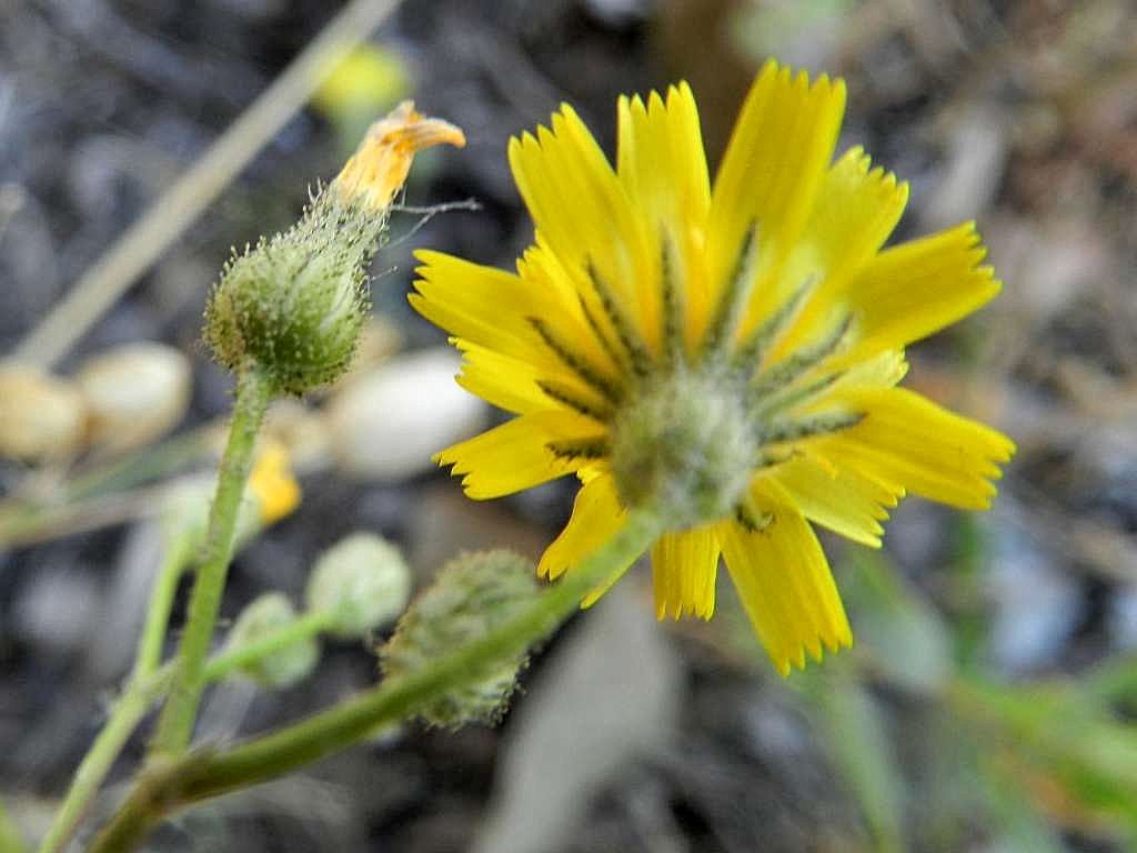 Asteraceae sp.