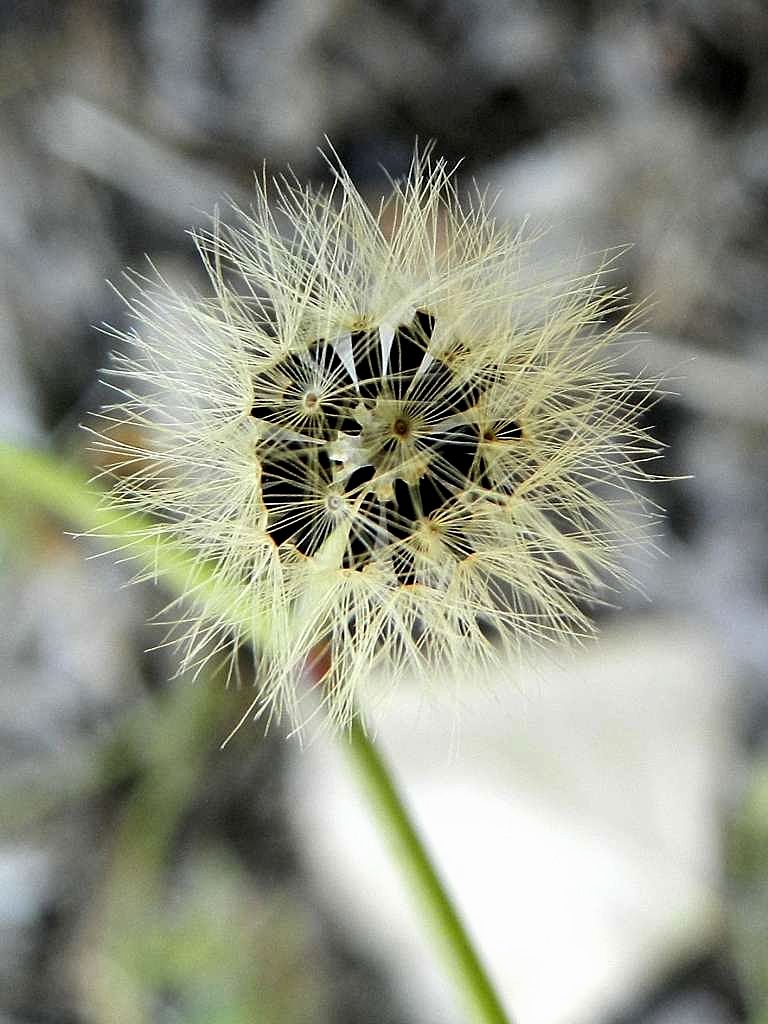 Asteraceae sp.