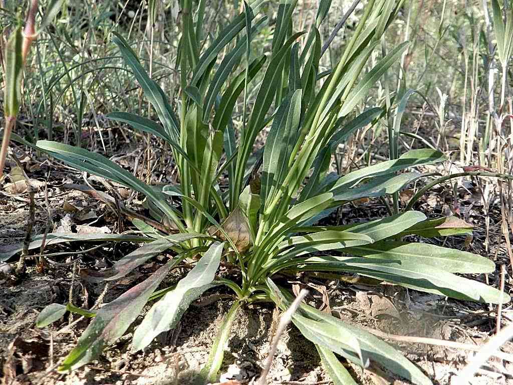 Asteraceae sp.