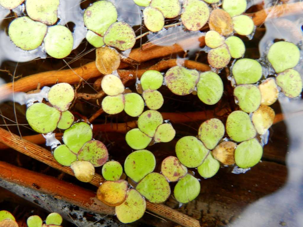 Spirodela polyrhiza / Lenticchia d''acqua maggiore