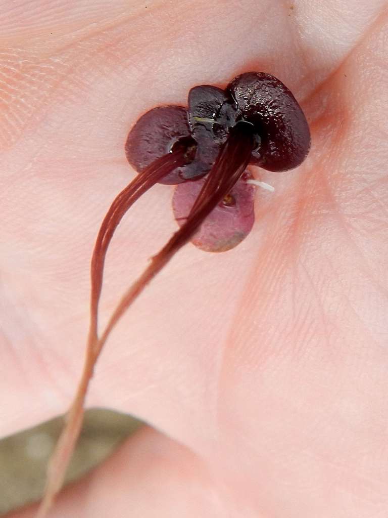 Spirodela polyrhiza / Lenticchia d''acqua maggiore