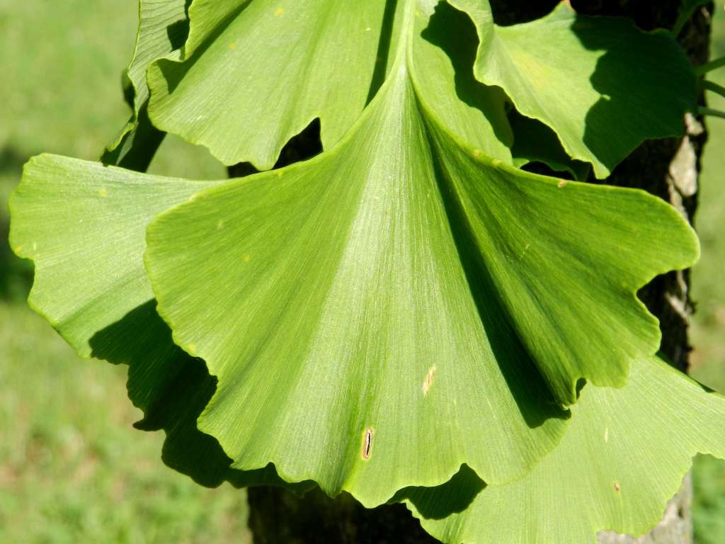 Ginkgo biloba