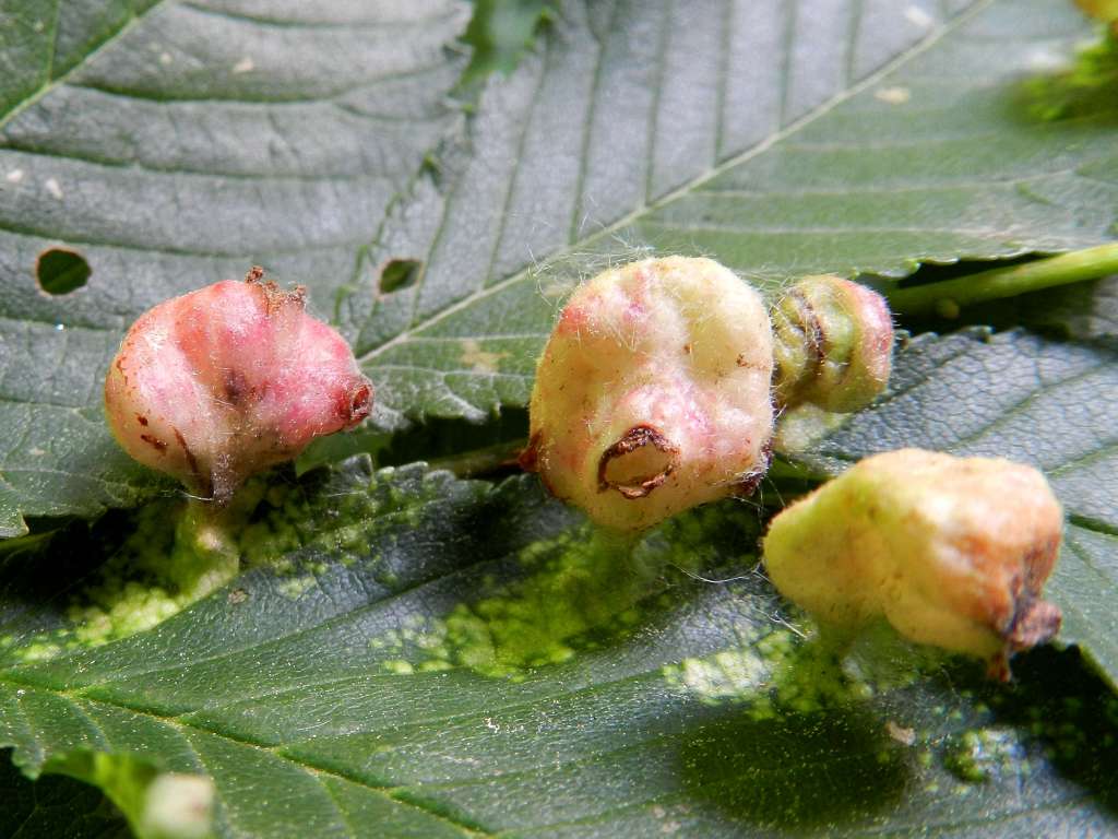 Afidi galligeni: Tetraneura ulmi (Aphididae)