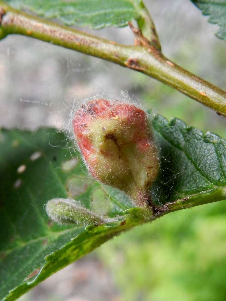 Afidi galligeni: Tetraneura ulmi (Aphididae)