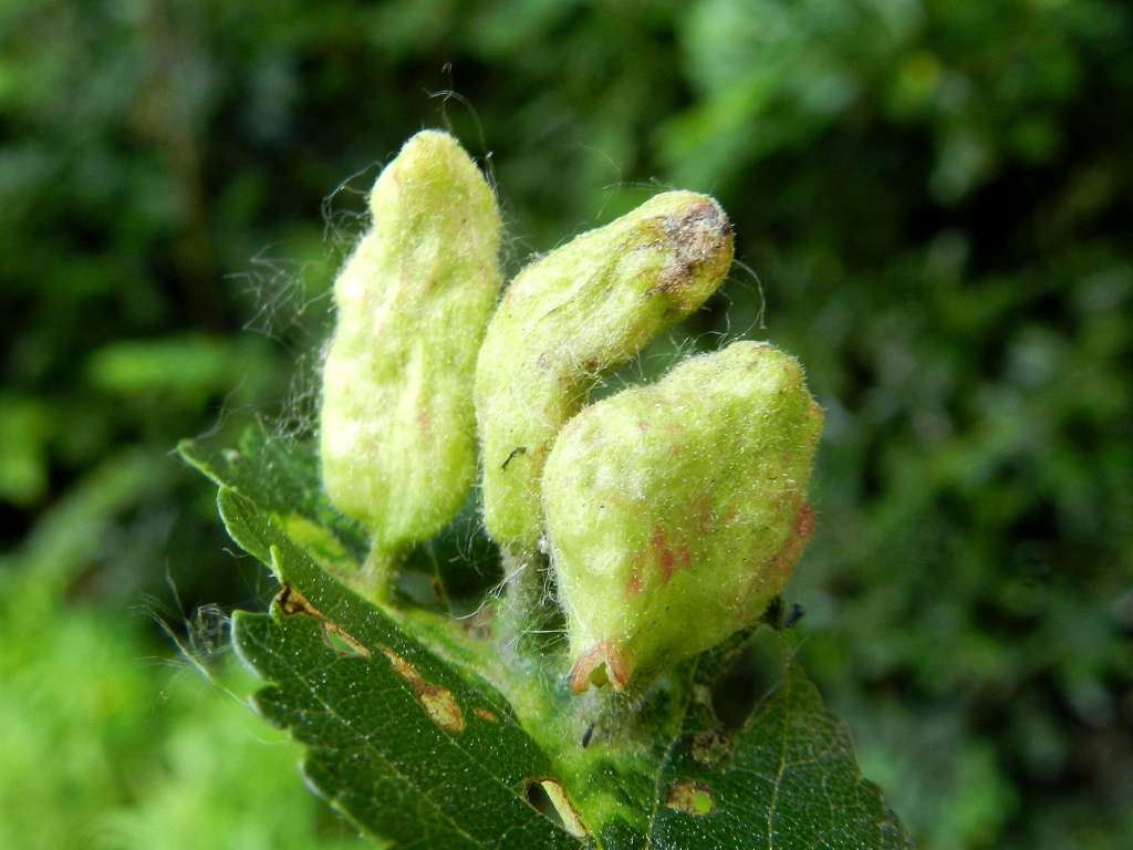 Afidi galligeni: Tetraneura ulmi (Aphididae)