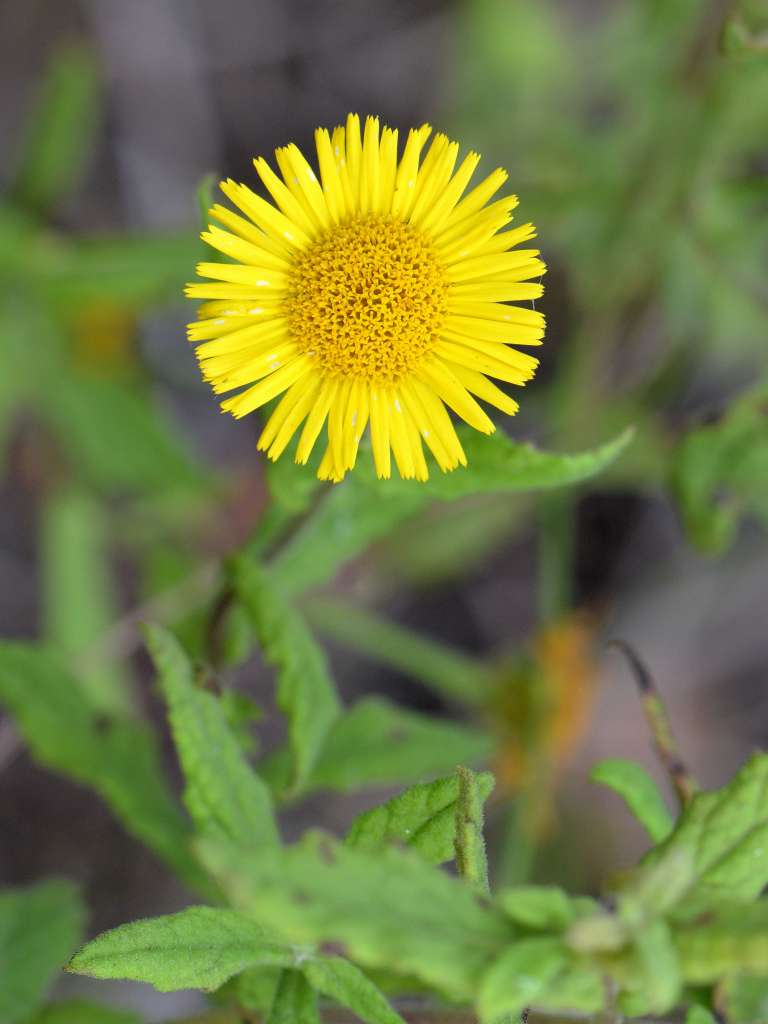 Asteraceae - Pulicaria dysenterica