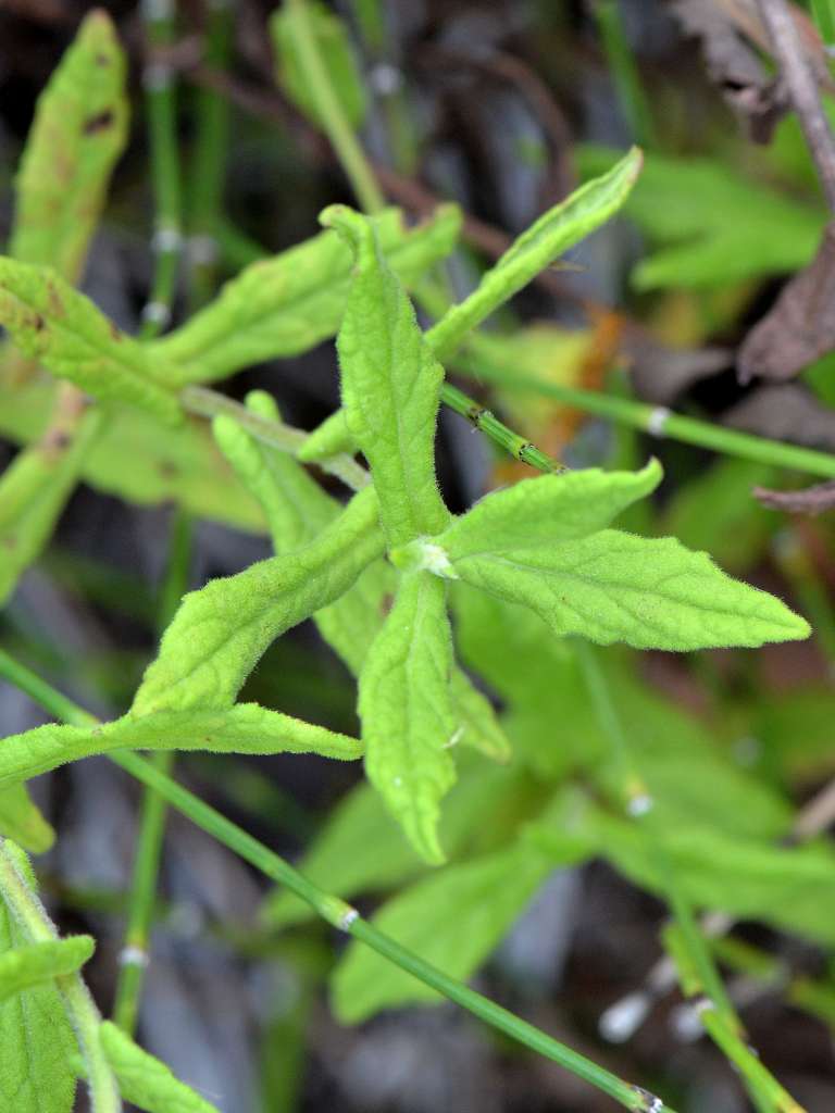 Asteraceae - Pulicaria dysenterica