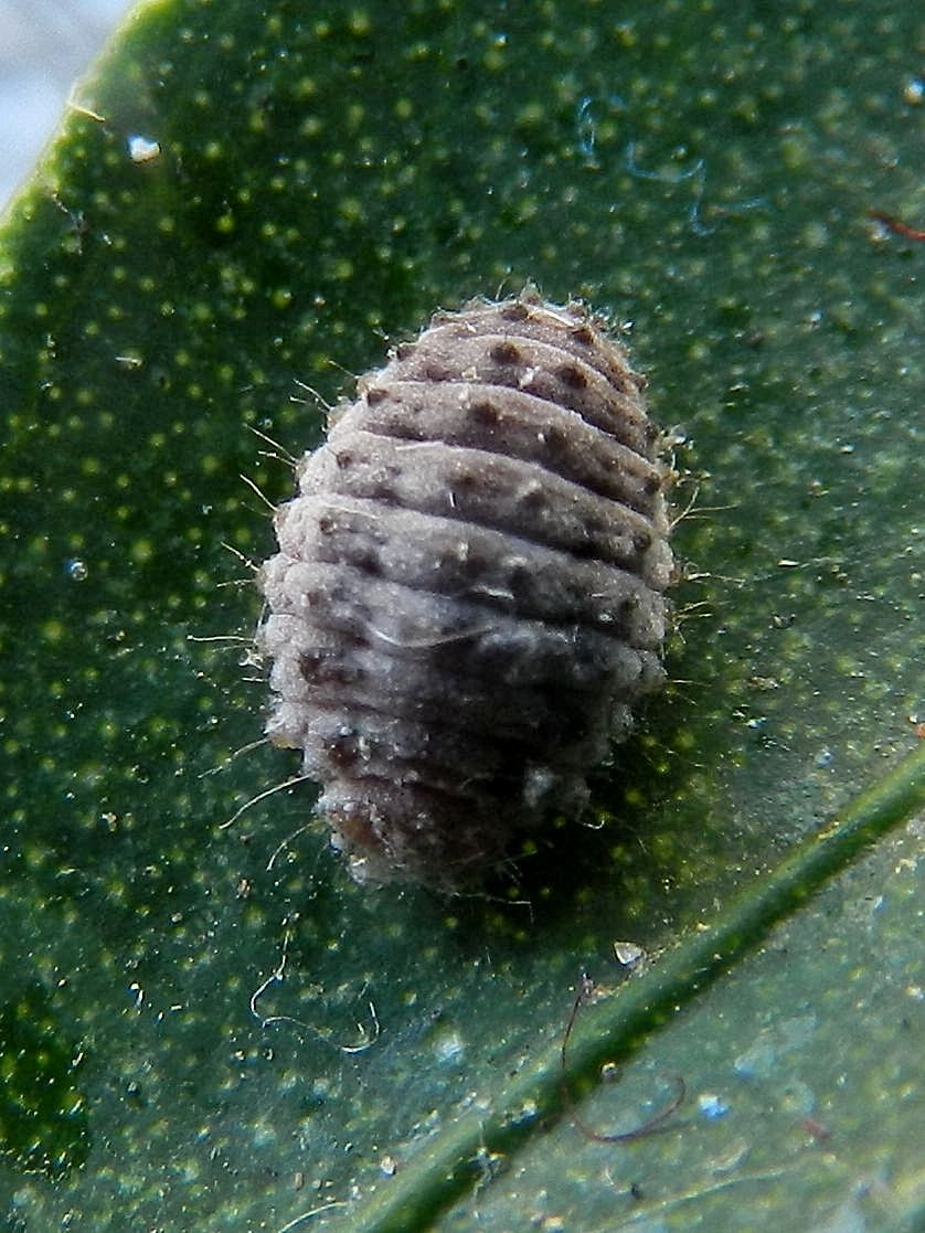 Larva e pupa di Rodolia cardinalis da confermare